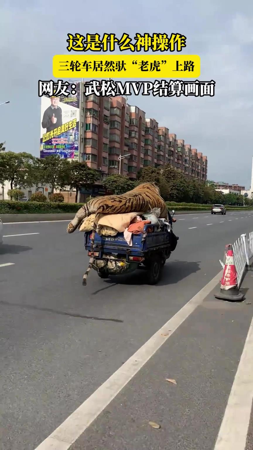 這什么操作，三輪車居然馱“老虎”上路，網(wǎng)友：武松MVP結(jié)算畫面