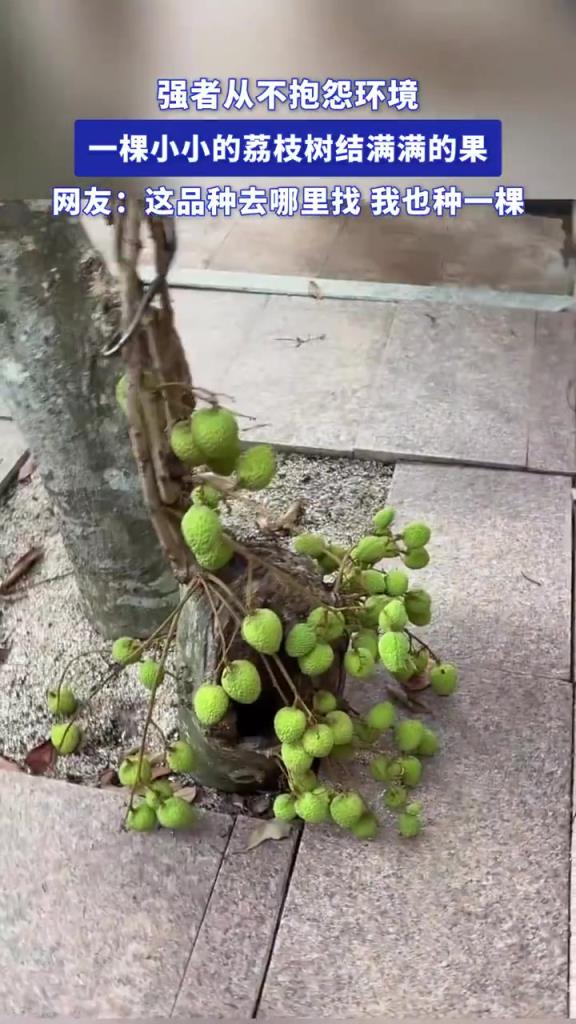 强者从不抱怨环境 一棵小小的荔枝树结满满的果