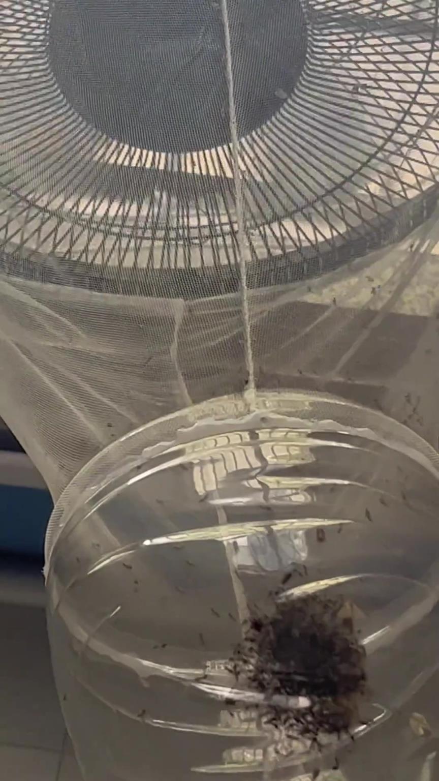 这个蚊子收集器真好用！再养只鸡，鸡都不愁吃了