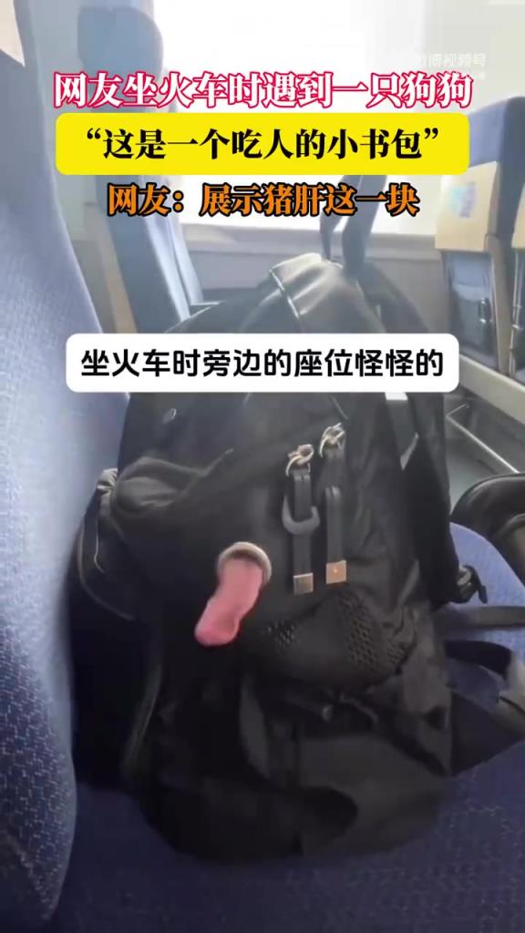 網(wǎng)友坐火車(chē)時(shí)遇到一只狗狗