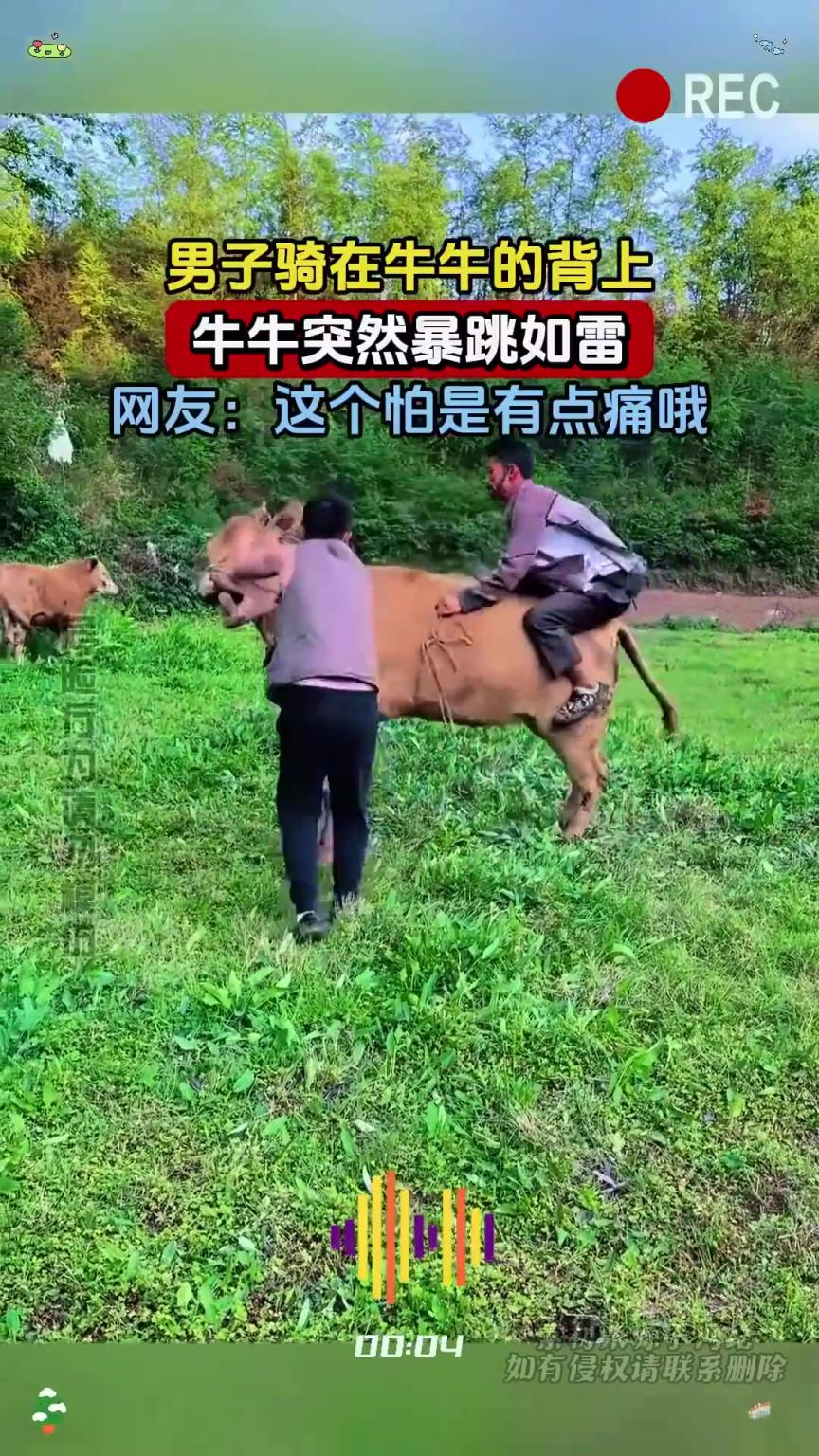 男子骑在牛牛的背上,牛牛突然暴跳如雷!!!