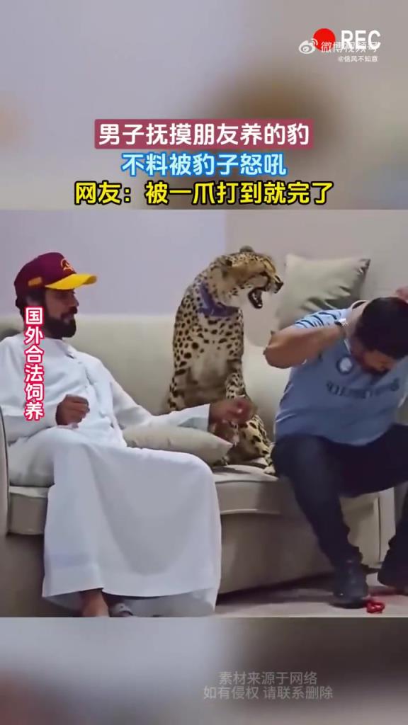 男子抚摸朋友养的豹 不料被豹子怒吼