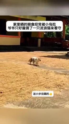 小正步走的可以啊，使命感一下就來了