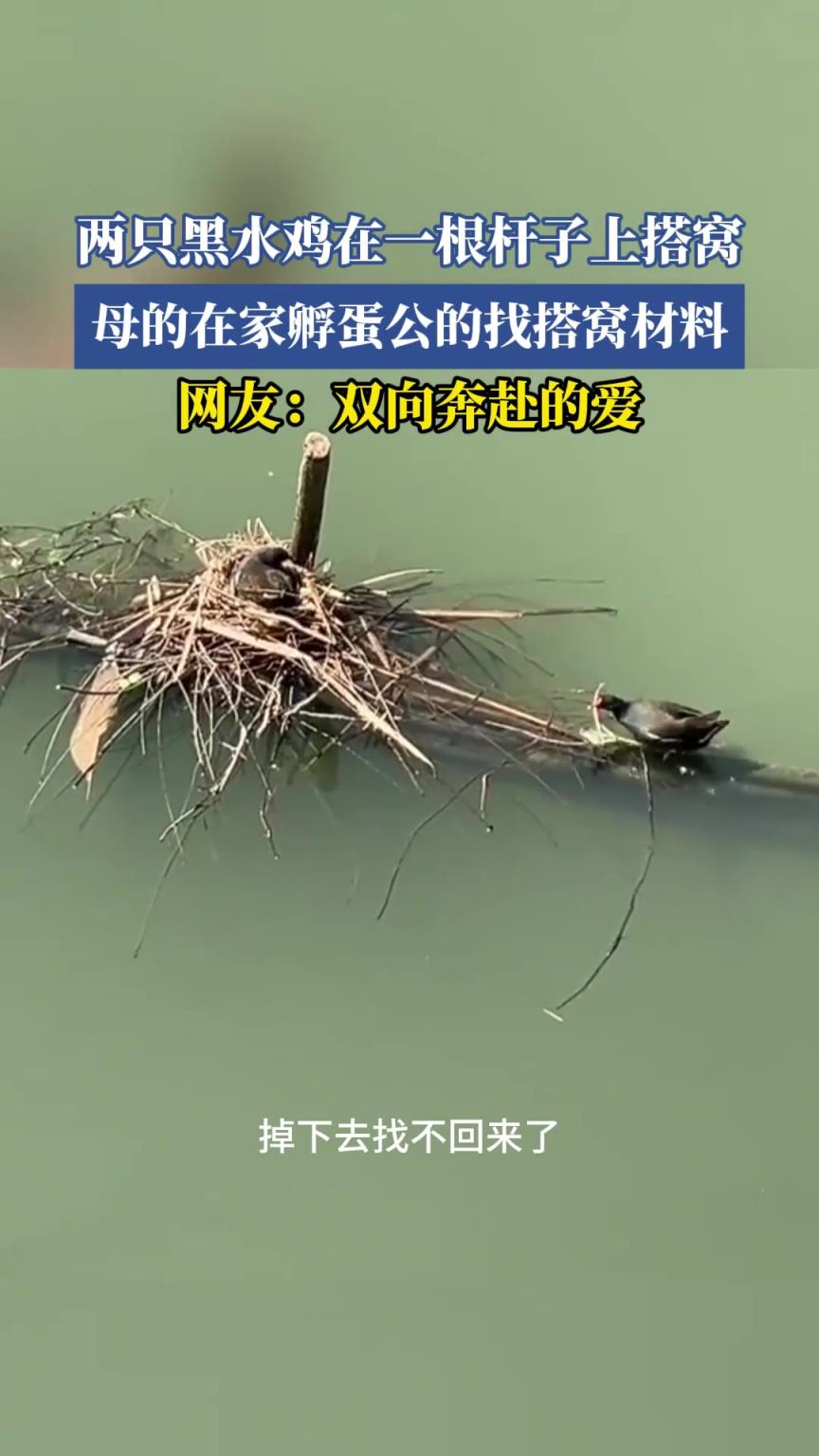 两只黑水鸡在一根杆子上搭窝，母的在家孵蛋公的找搭窝材料