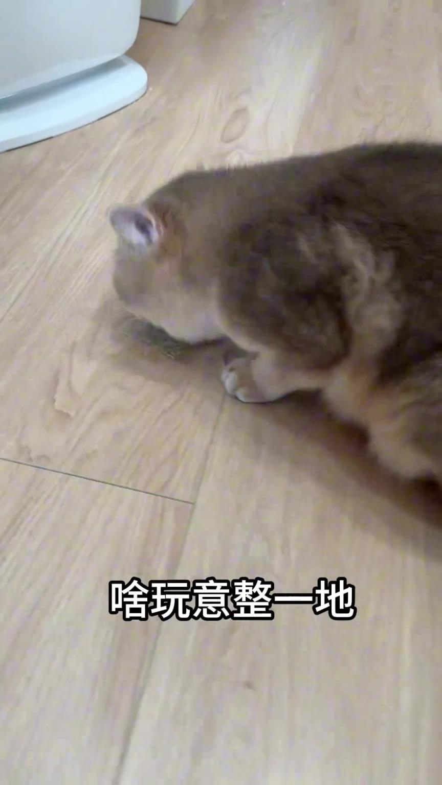 猫咪第一次遇到猫薄荷！