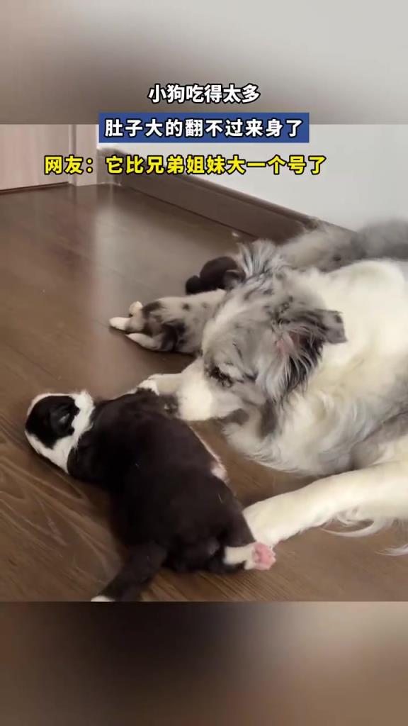 小狗吃得太多 肚子大的翻不过来身了