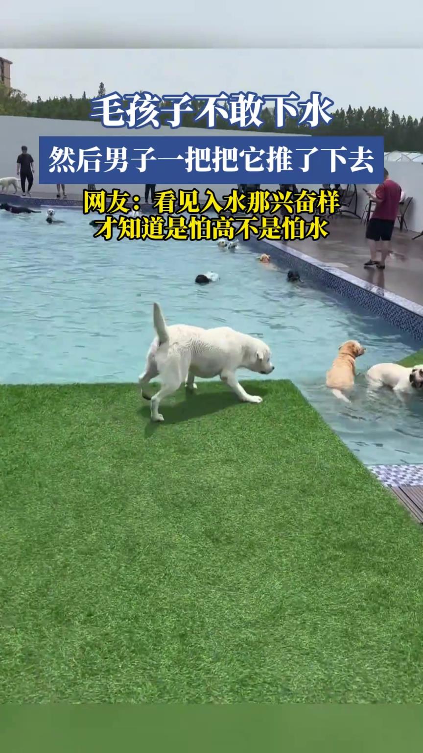 毛孩子不敢下水，然后男子一把把它推了下去