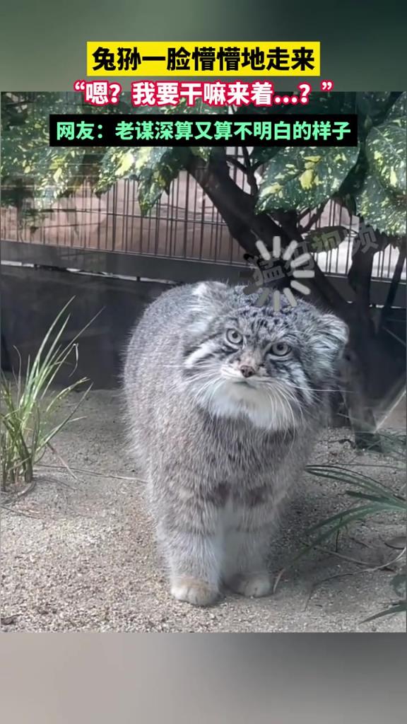 兔猻一臉懵懵地走來，“嗯？我要干嘛來著...？”