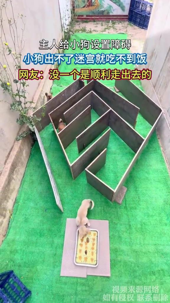 主人给小狗设置障碍