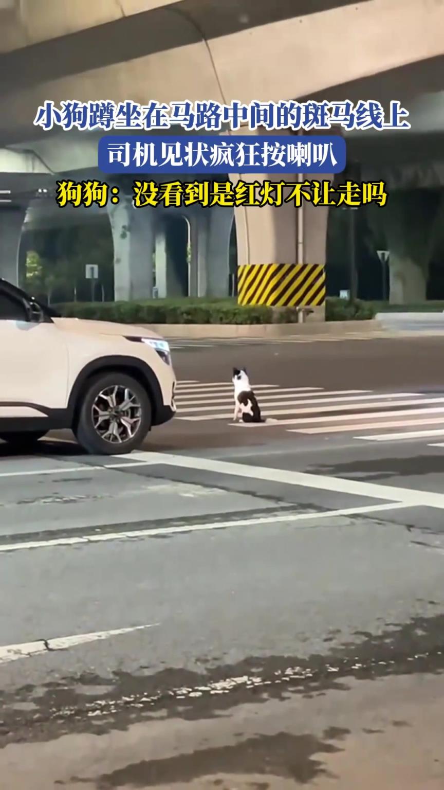 小狗蹲坐在马路中间的斑马线上，司机见状疯狂按喇叭