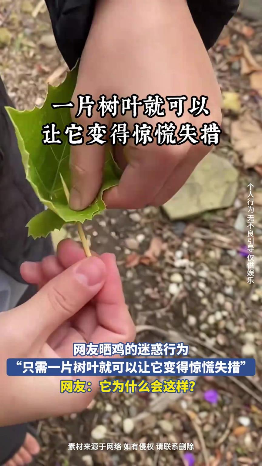 网友晒鸡的迷惑行为，“只需一片树叶就可以让它变得惊慌失措”！