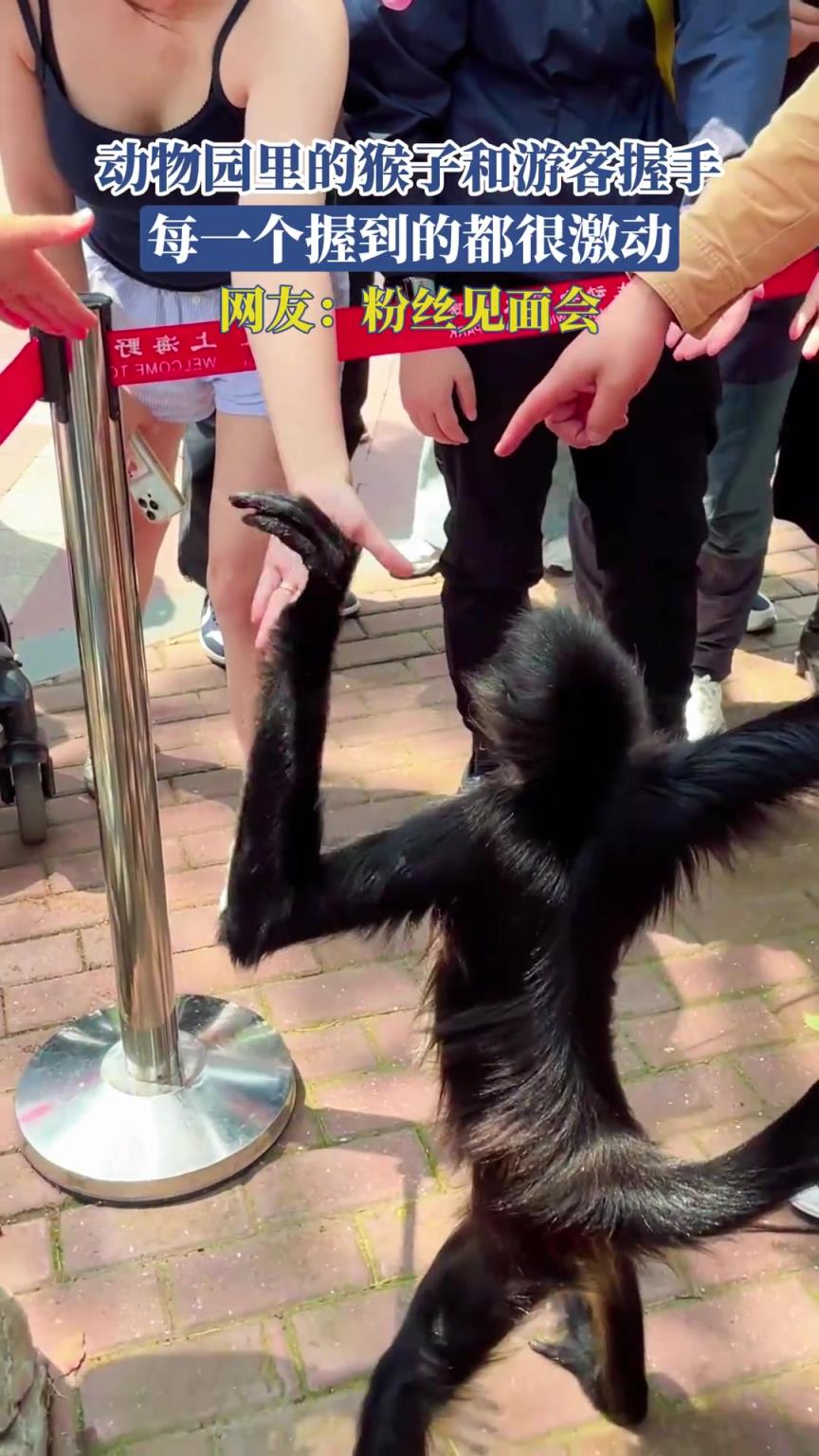 动物园里的猴子和游客握手，每一个握到的都很激动