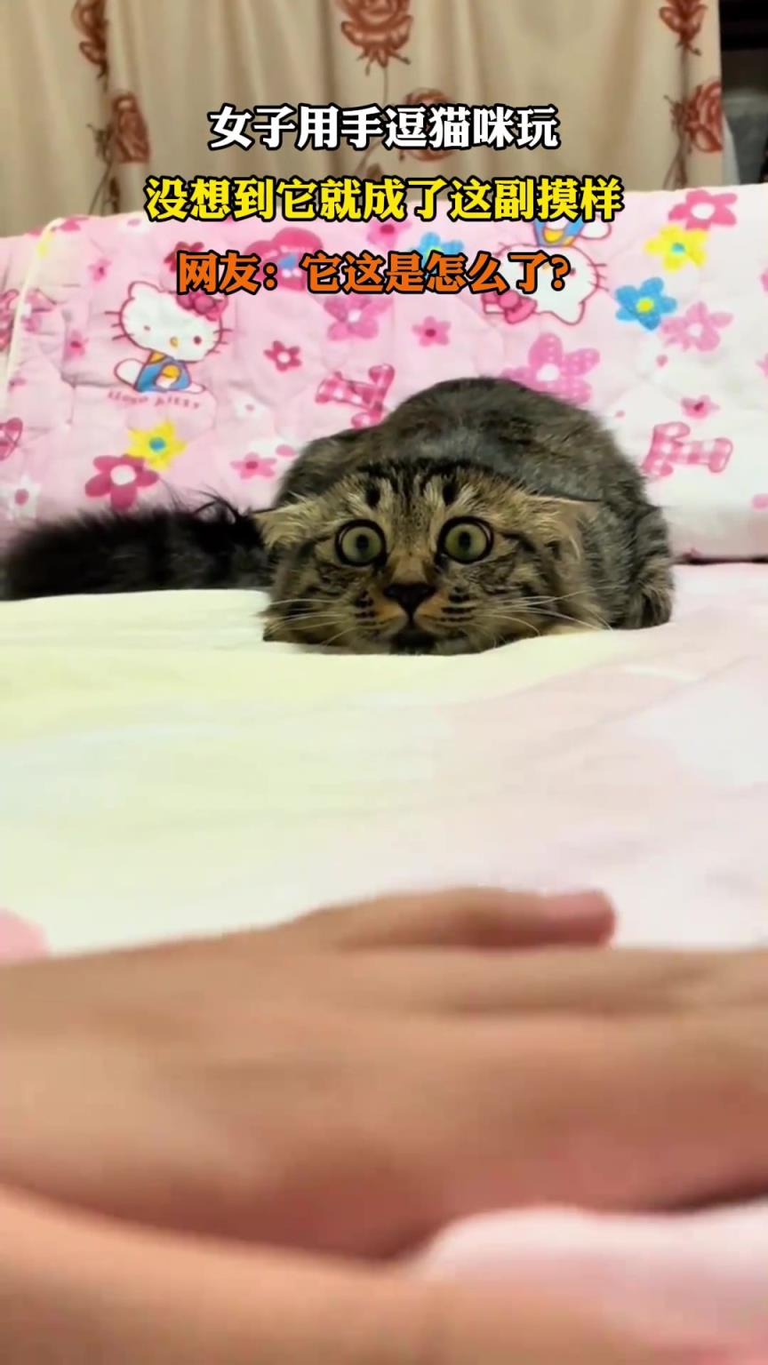 女子用手逗貓咪玩，沒想到它就成了這副摸樣