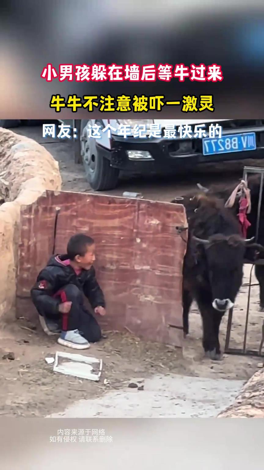 小男孩躲在墙后等牛过来，牛牛不注意被吓一激灵