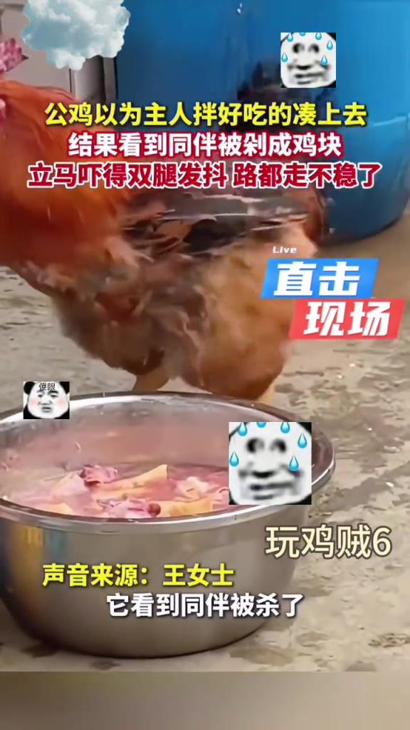 鸡：这就是我以后的命运吗？
