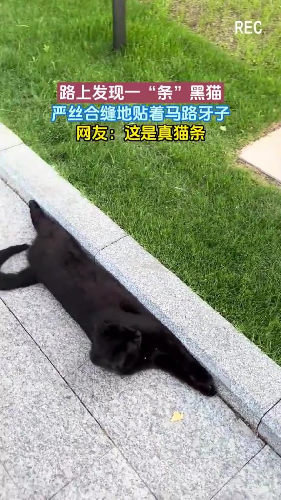 路上发现一条黑猫 严丝合缝地贴着马路牙子