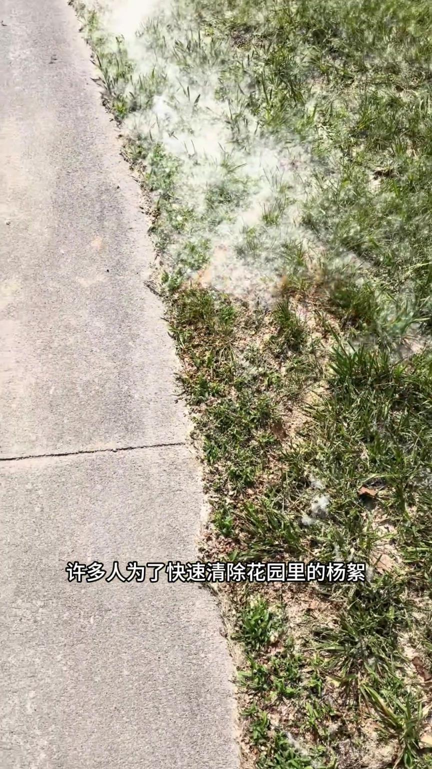 一點就著的楊絮