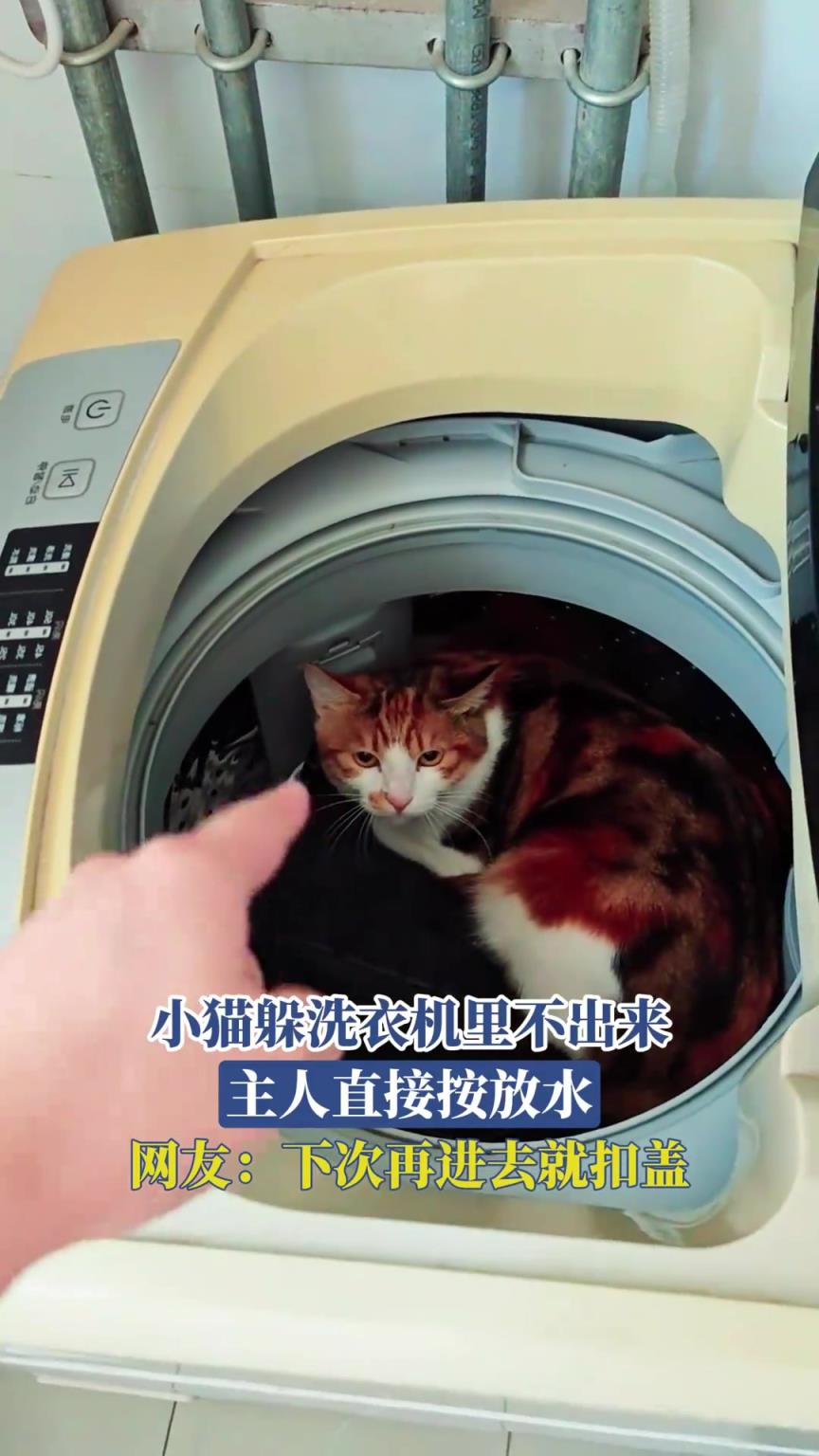 小猫躲洗衣机里不出来，主人直接按放水，网友：下次再进去就扣盖