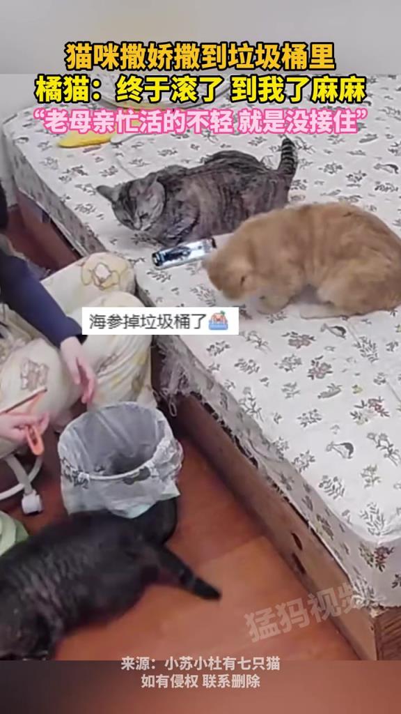 猫咪撒娇撒到垃圾桶里，橘猫：终于滚了 到我了麻麻