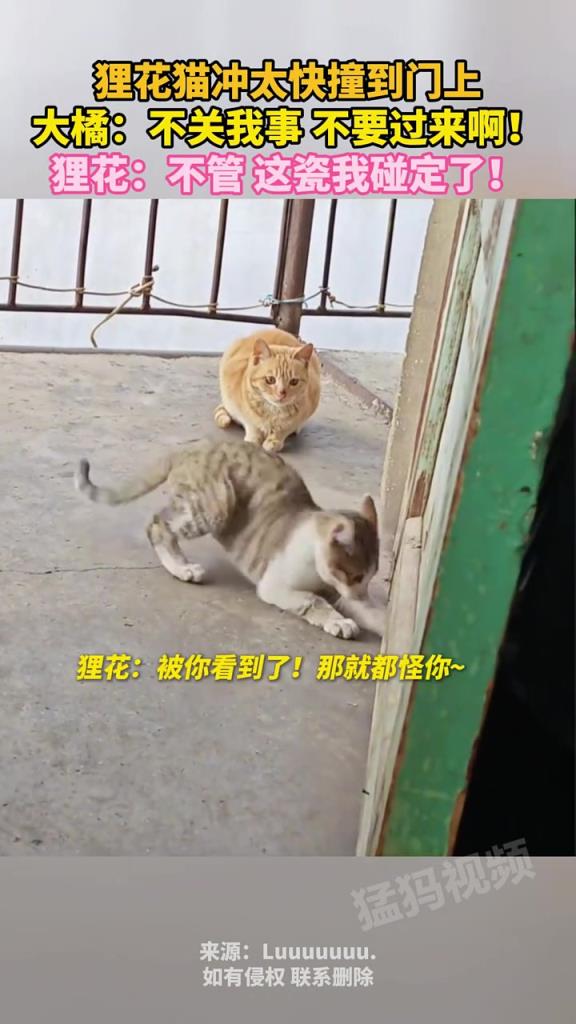 狸花猫冲太快撞到门上，大橘：不关我事 不要过来啊！