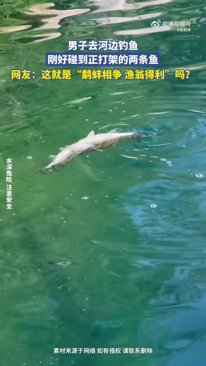 男子河邊釣魚，偶遇兩條正在打架的魚