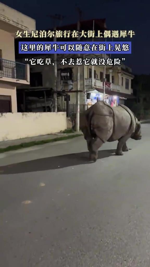 女生尼泊尔旅行在大街上偶遇犀牛