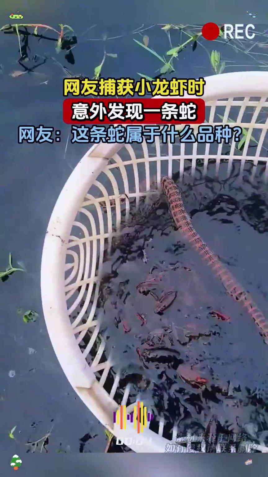 网友捕获小龙虾时，意外发现一条蛇，网友：这条蛇属于什么品种