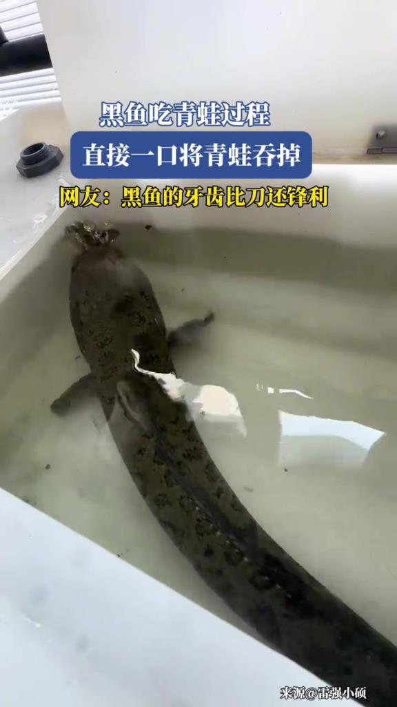 黑鱼吃青蛙过程,直接一口将青蛙吞掉!!