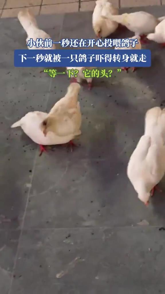 小伙前一秒还在开心投喂鸽子 下一秒就被一只鸽子吓得转身就走