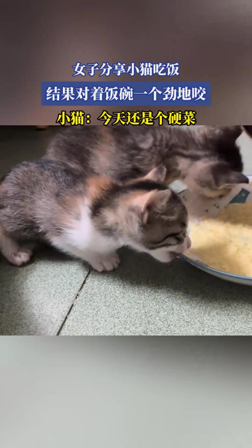 女子分享小貓吃飯，結(jié)果對著飯碗一個勁地咬