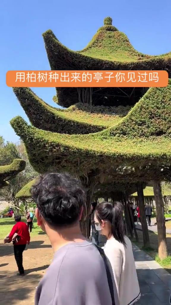 用柏树种出来的亭子你见过吗