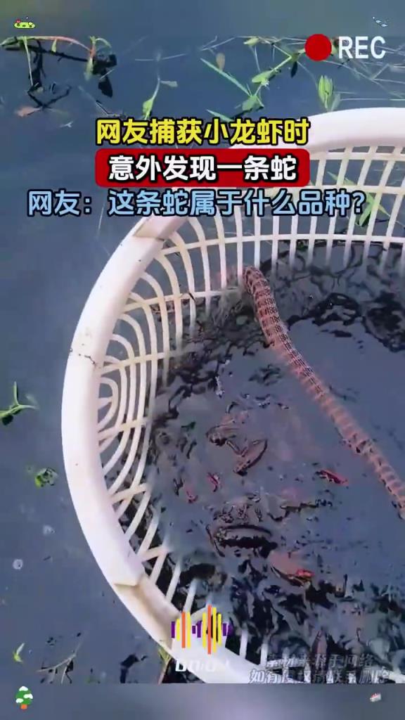 网友捕获小龙虾时 意外发现一条蛇