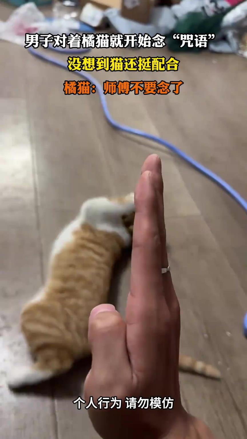 男子对着橘猫就开始念“咒语”，没想到猫还挺配合