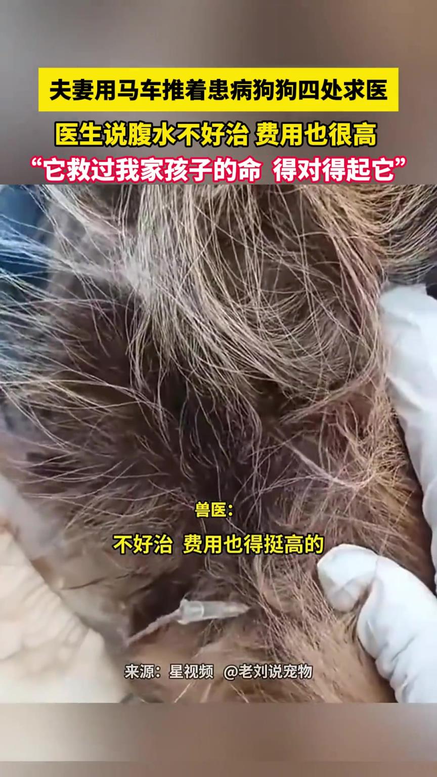夫妻用马车推着患病狗狗四处求医，医生说腹水不好治 费用也很高