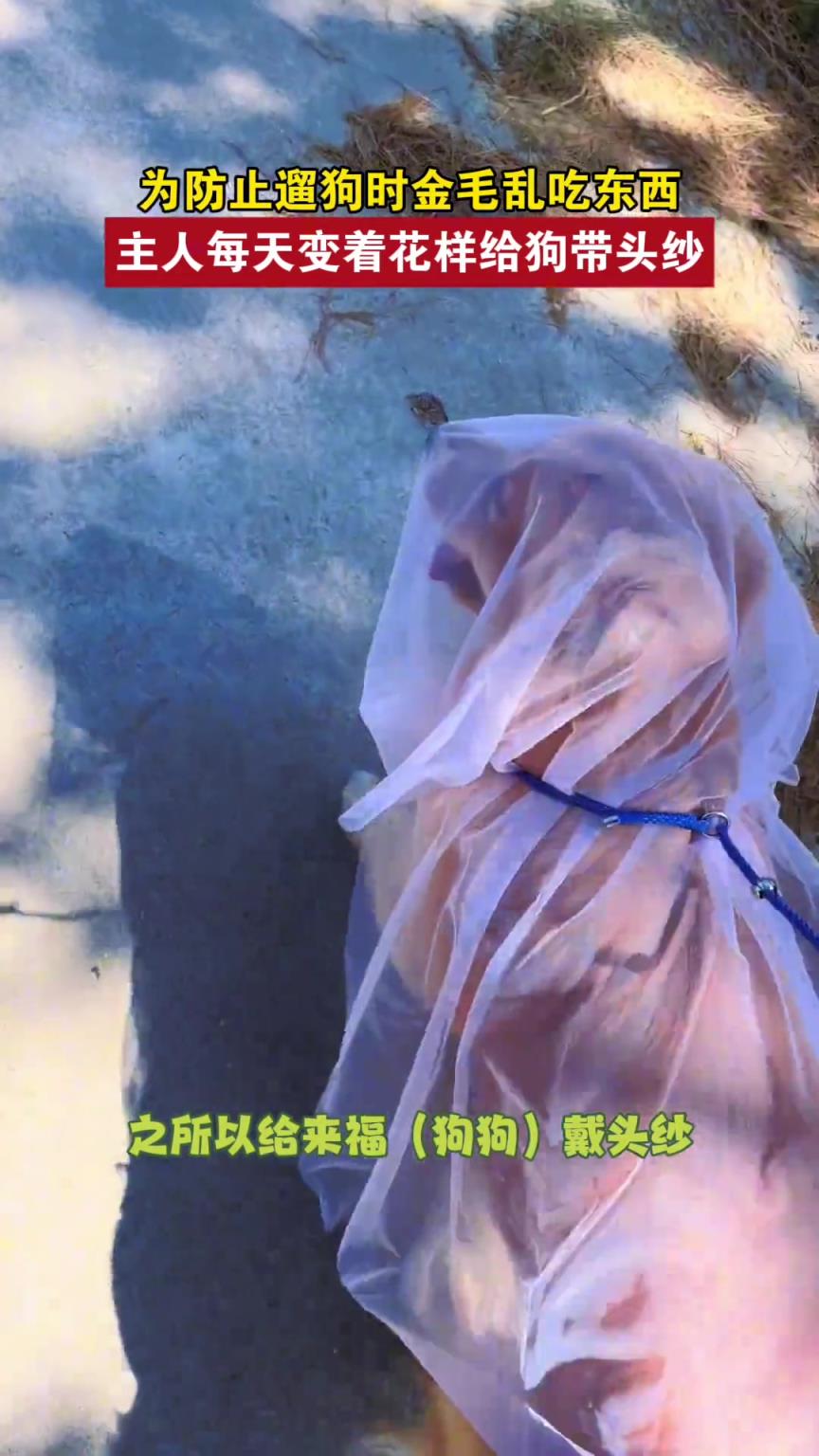 为防止遛狗时金毛乱吃东西，主人每天变着花样给狗带头纱