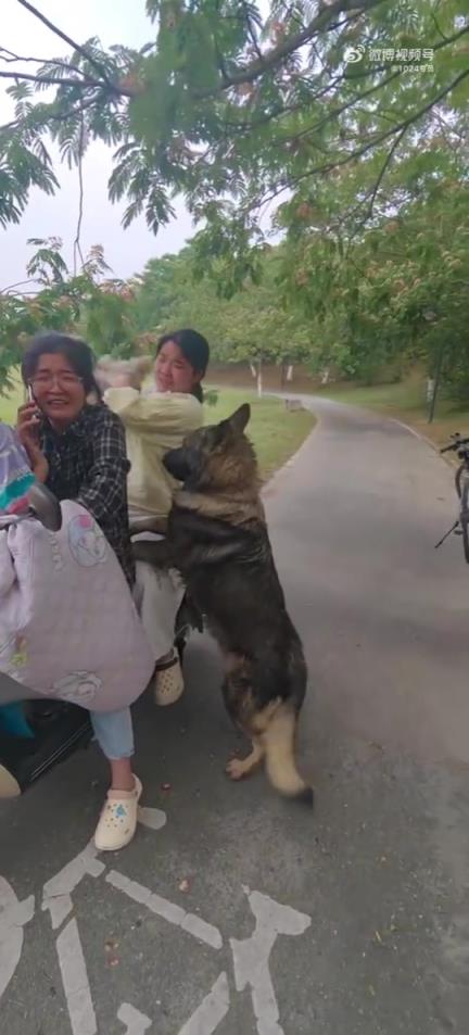 恐怖的惡犬不牽繩子，家長的操作看著也讓人著急…