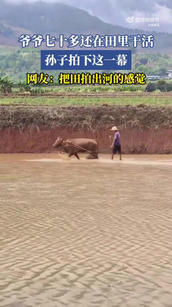 爷爷七十多还在田里干活 孙子拍下这一幕