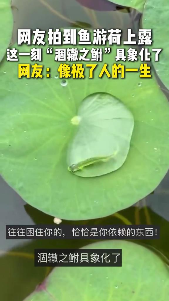 网友拍到鱼游荷上露，这一刻“涸辙之鲋”具象化了！