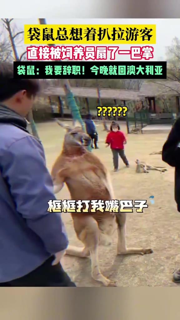 袋鼠：呆不下去，想離職怎么辦