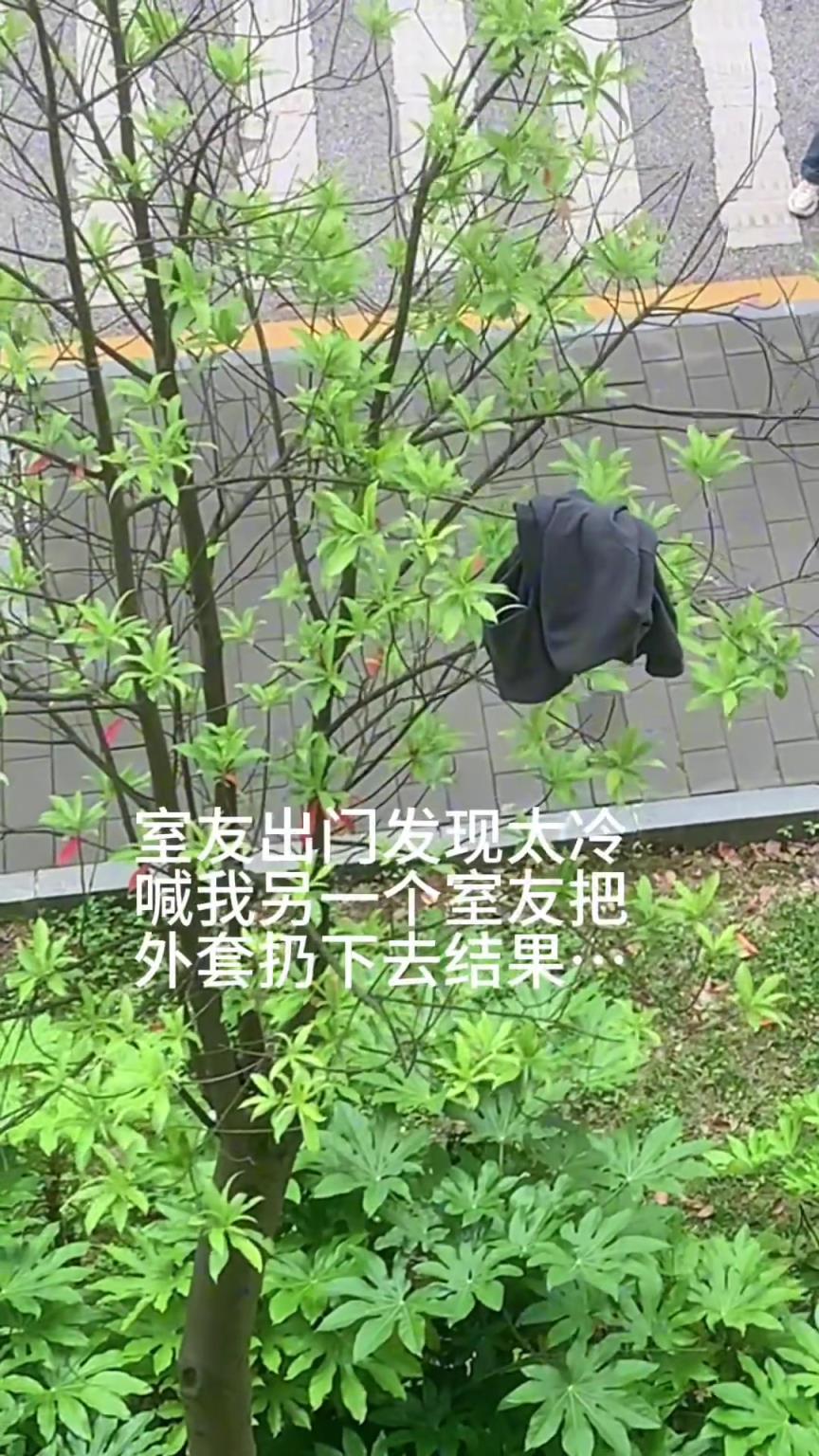 原本只是想衣服丢给室友，这下全寝室的东西都要挂树上了！