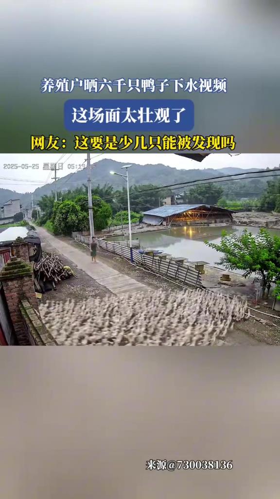 養(yǎng)殖戶曬六千只鴨子下水視頻,這場(chǎng)面太壯觀了!!