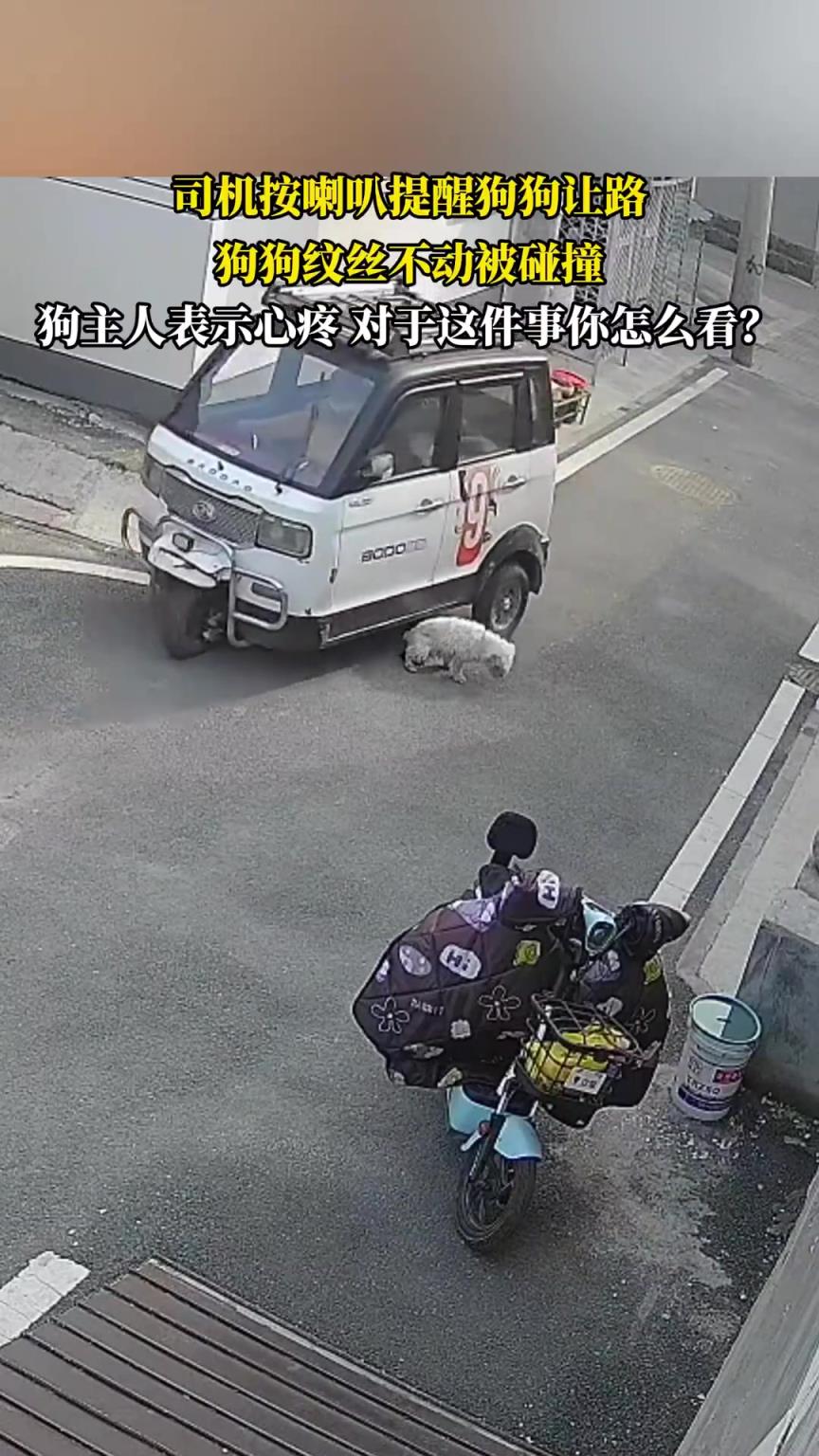 司机按喇叭提醒狗狗让路，狗狗纹丝不动被碰撞