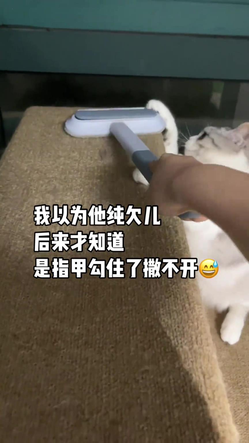 猫：老登，我指甲勾住了看不见？没点眼力见