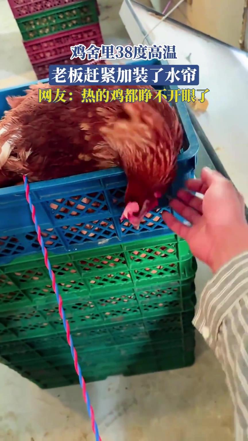 鸡舍里38度高温，老板赶紧加装了水帘，网友：热的鸡都睁不开眼了