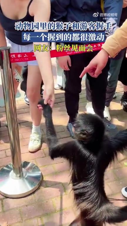 动物园里的猴子和游客握手，每一个握到的都很激动