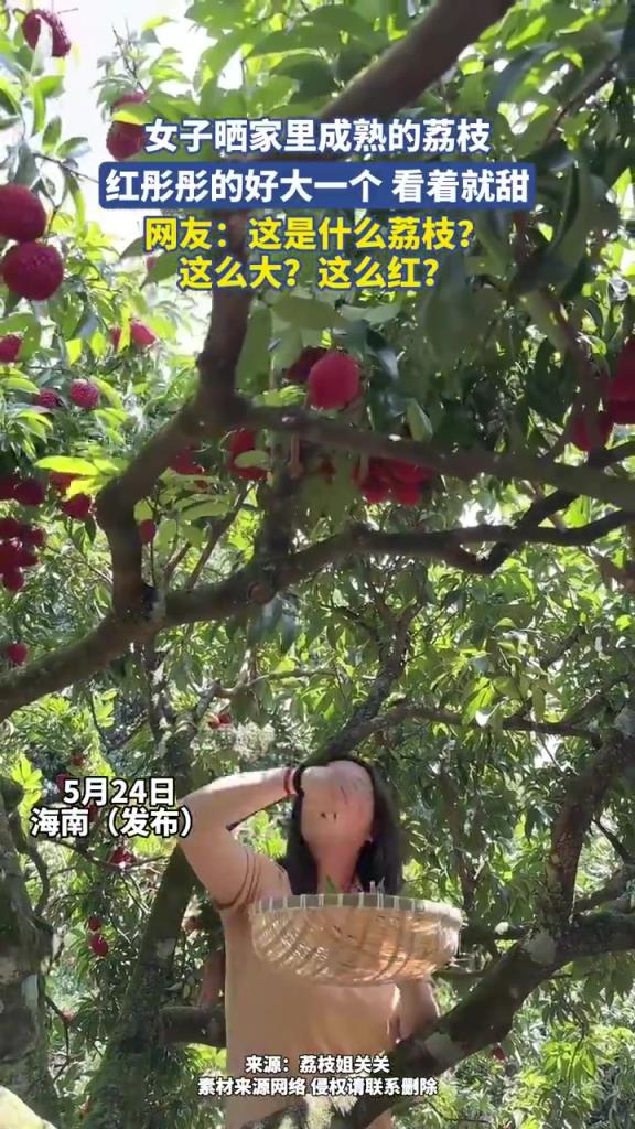 女子曬家里成熟的荔枝