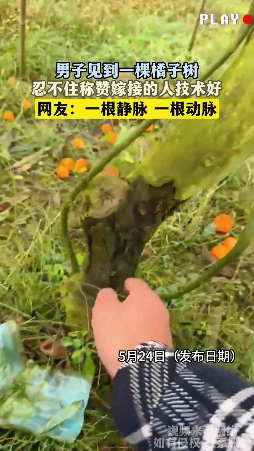 男子见到一棵橘子树，忍不住称赞嫁接的人技术好