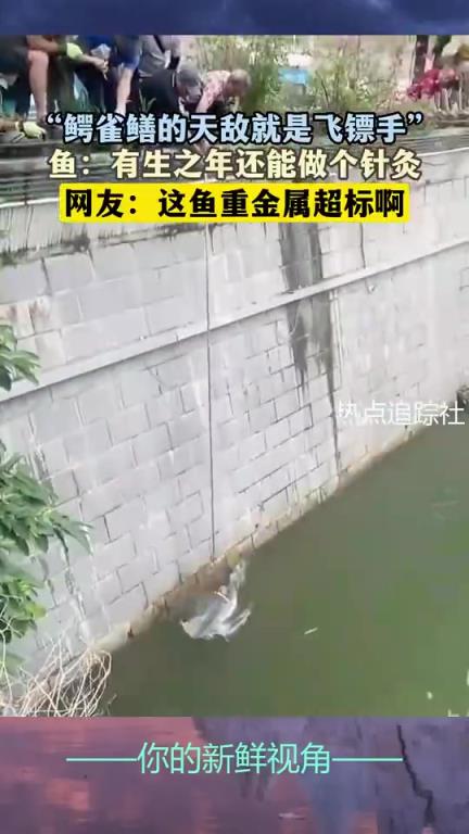鱼：有生之年还能做个针灸，网友：这鱼重金属超标啊