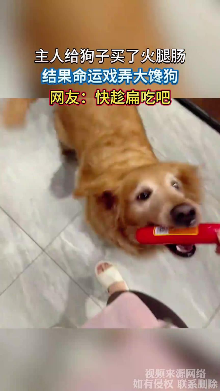 主人給狗子買了火腿腸，結(jié)果命運(yùn)戲弄大饞狗，網(wǎng)友：快趁扁吃吧