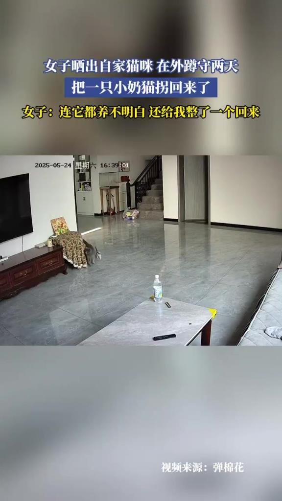 女子曬出自家貓咪在外蹲守兩天，把一只小奶貓拐回來了